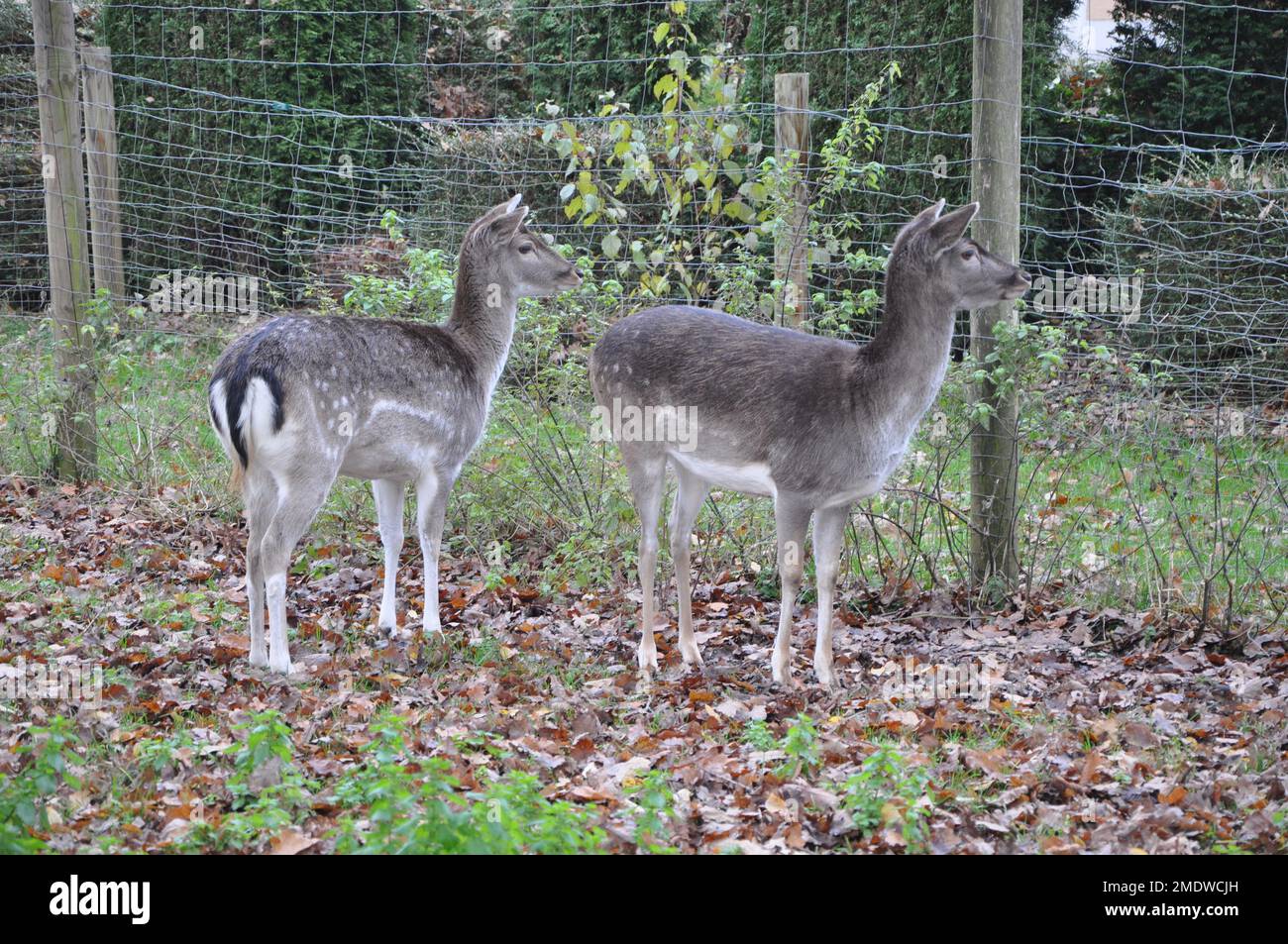 Primo piano di due giovani cervi in un bel campo verde.Femminile daino in autunno in Germania.Bianchi daino Autunno. Foto Stock