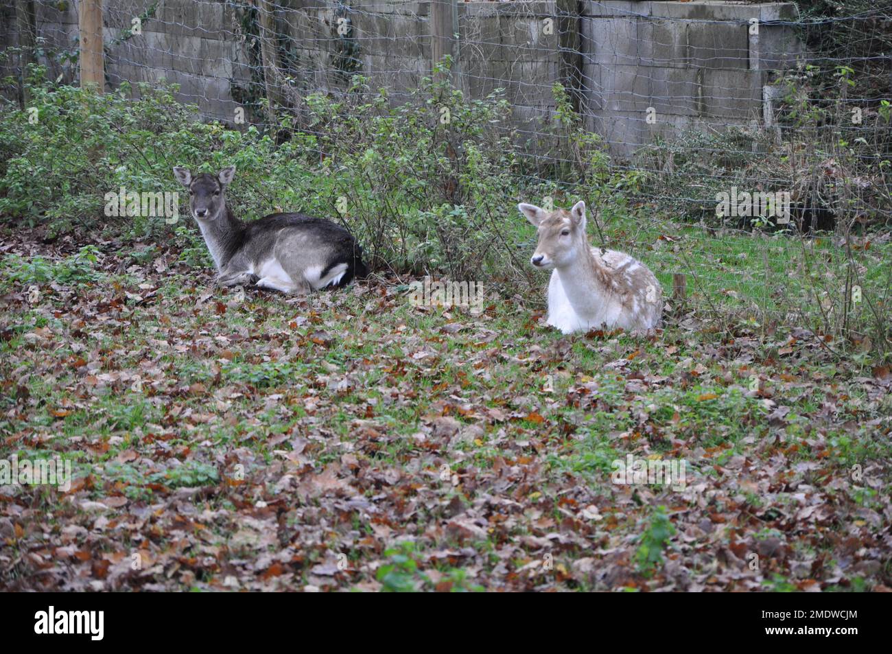 Primo piano di giovani cervi e Doe che riposano nella foresta. Foto Stock