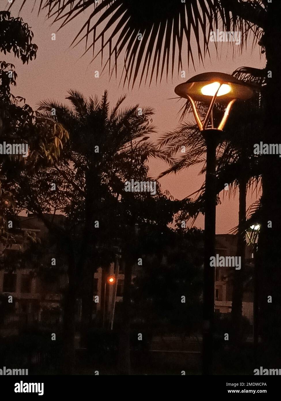 Uno scatto verticale di una lampada da strada in serata circondata da alberi tropicali. Foto Stock