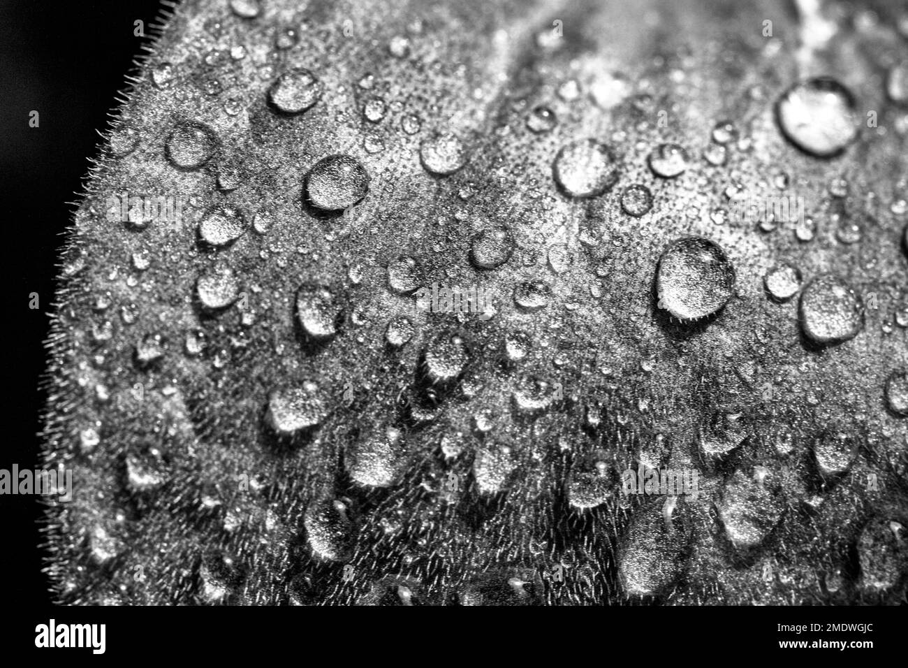 Un macrofone di una foglia di zucca (Cucurbita moschata 'Butternut') dopo la pioggia mostra gocce d'acqua e peli di piante. Foto Stock