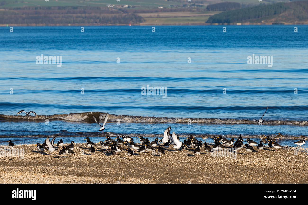Gregge di uccelli di guado (Haematopus ostralegus) sulla riva di Firth of Forth in Sunshine, Scozia, Regno Unito Foto Stock