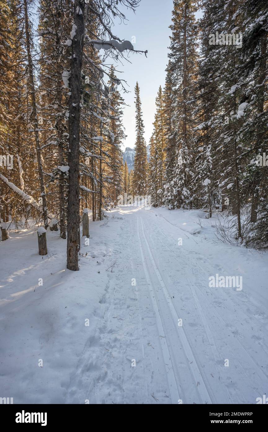 Percorso sopraelevato per lo sci di fondo al lago Louise nel Banff National Park, Alberta, Canada Foto Stock