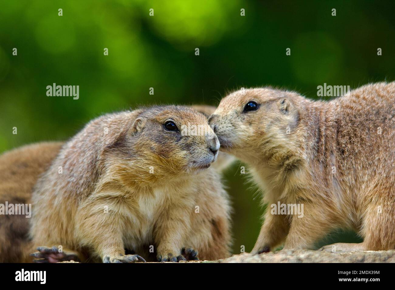 Cani della prateria Foto Stock