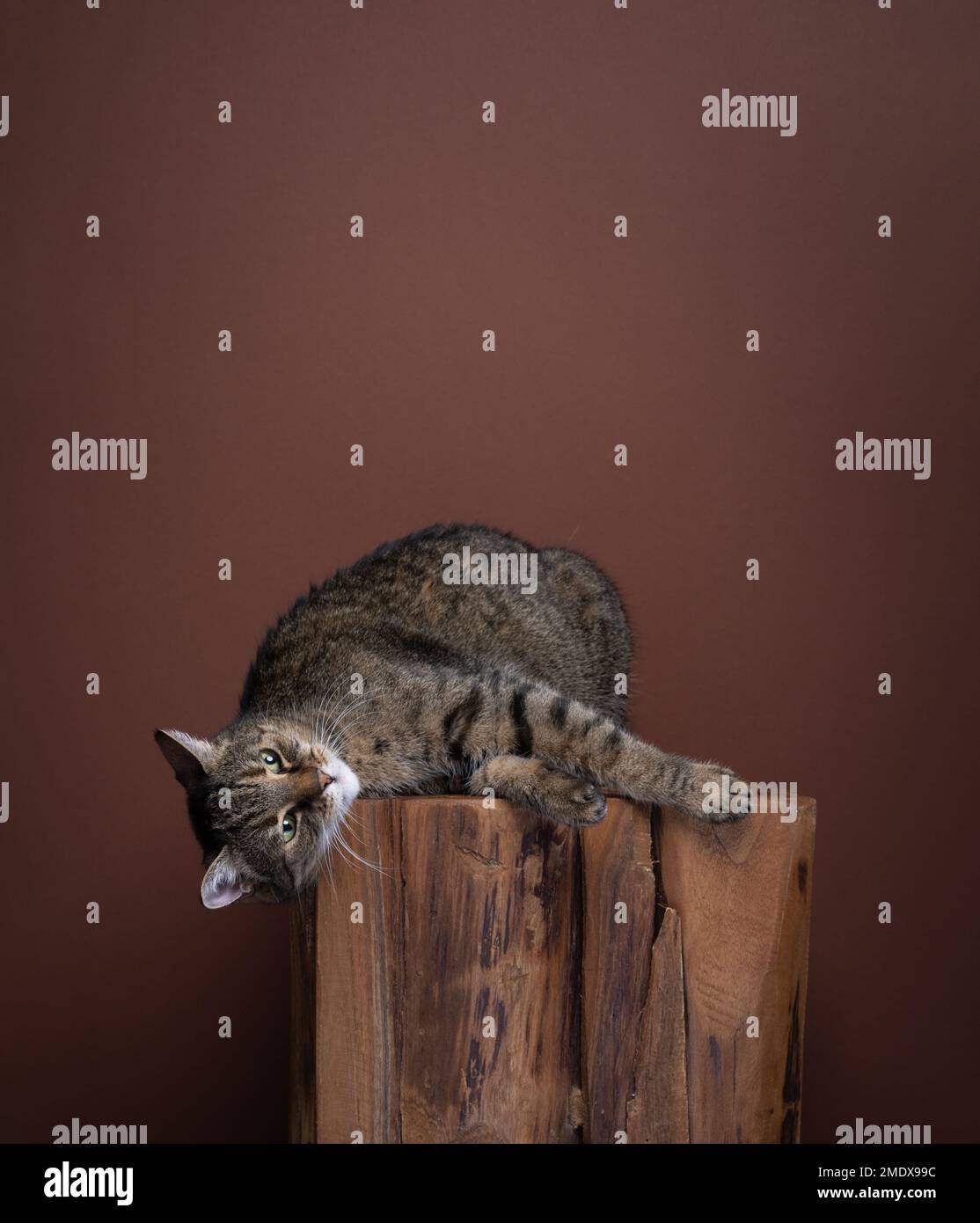 Gatto Tabby adagiato lateralmente su un log di legno in un ambiente di studio tono su tono. Lo sfondo è di colore marrone. Il gatto sembra rilassato e soddisfatto Foto Stock
