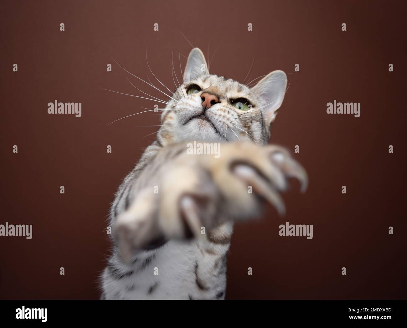 Primo piano di un gatto bengala che gioca raggiungendo la zampa con artigli affilati verso la telecamera. Lo sfondo è di colore marrone Foto Stock