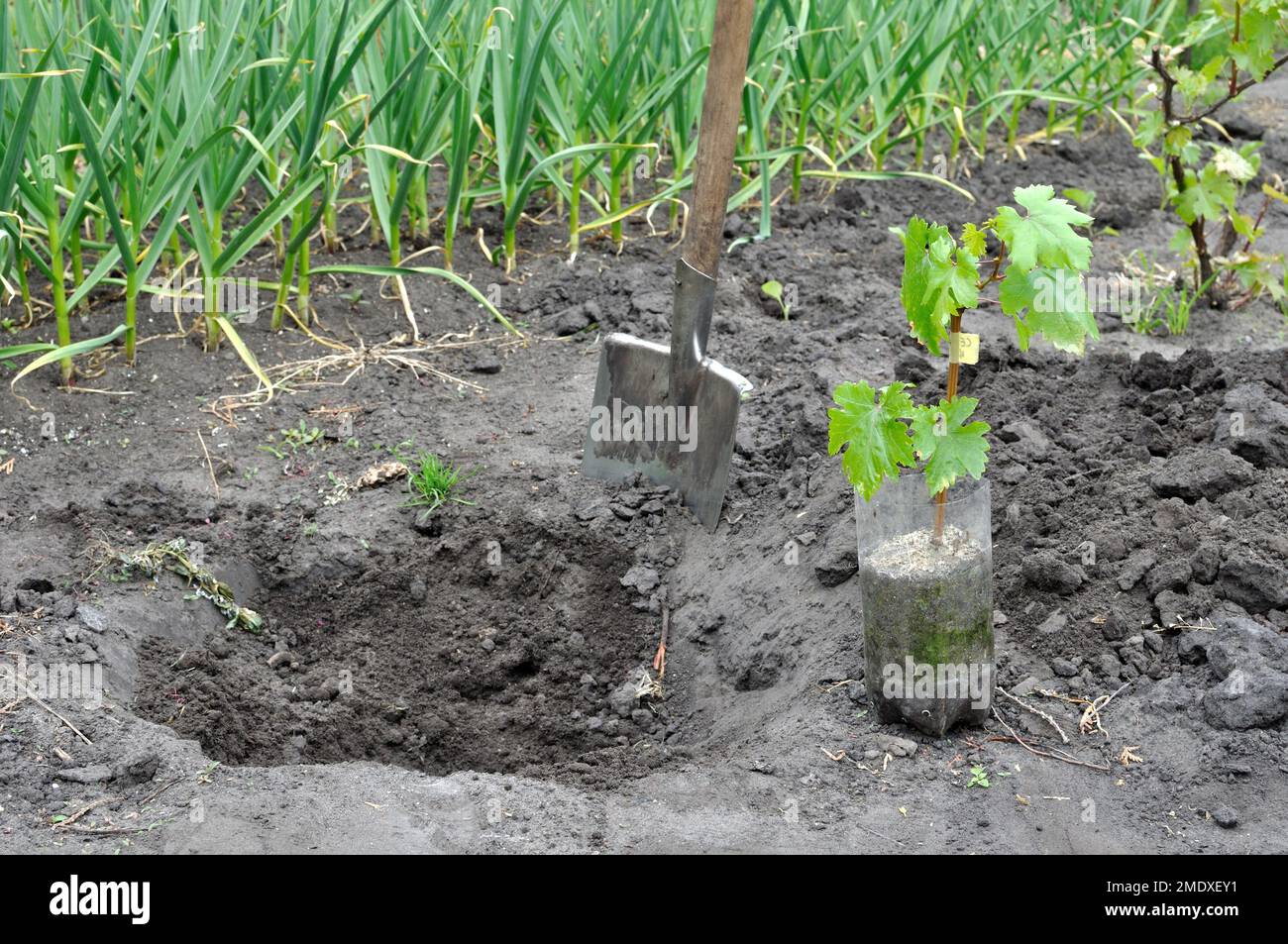processo di piantatura delle piante di vite dell'uva nell'orto Foto Stock