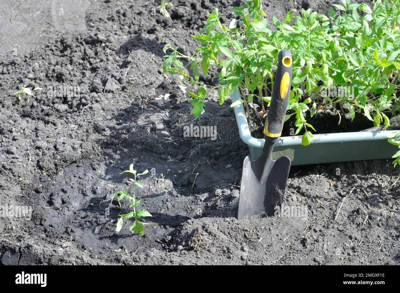 processo di piantare piantine di pomodoro nell'orto Foto Stock