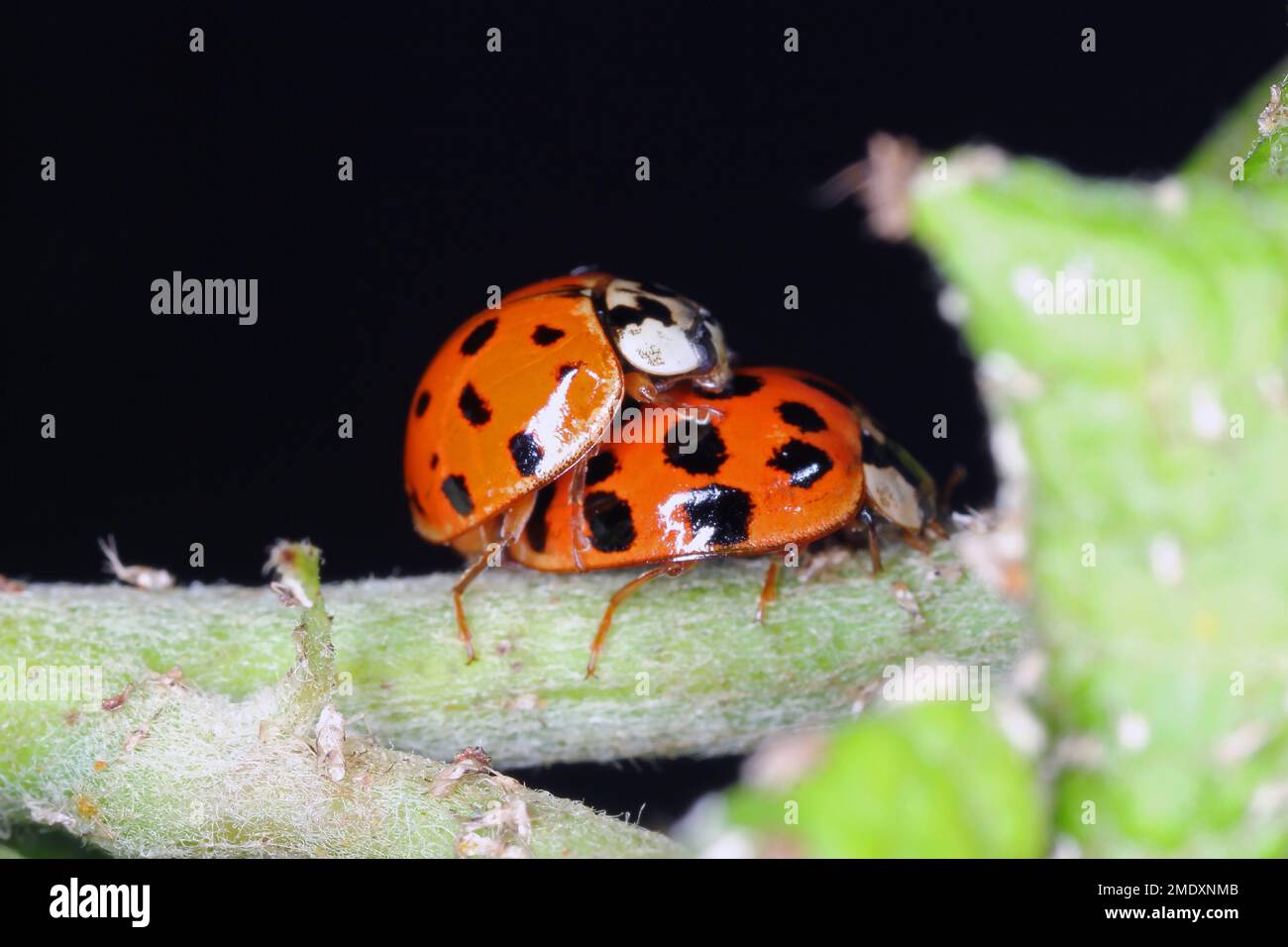 Macro Harlequin ladybird (Harmonia axyridis). Foto Stock