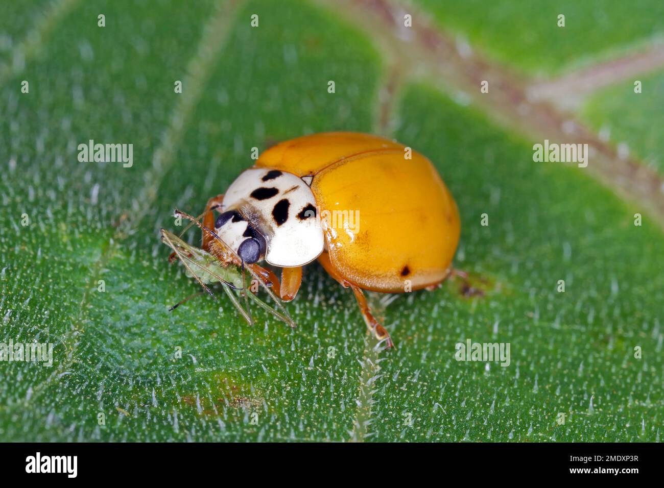 Harmonia axyridis Harlequin ladybug mangiare un apido cacciato. Foto Stock