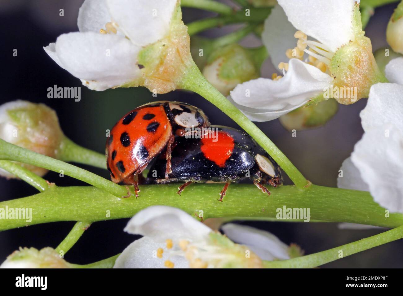Macro Harlequin ladybird (Harmonia axyridis). Foto Stock