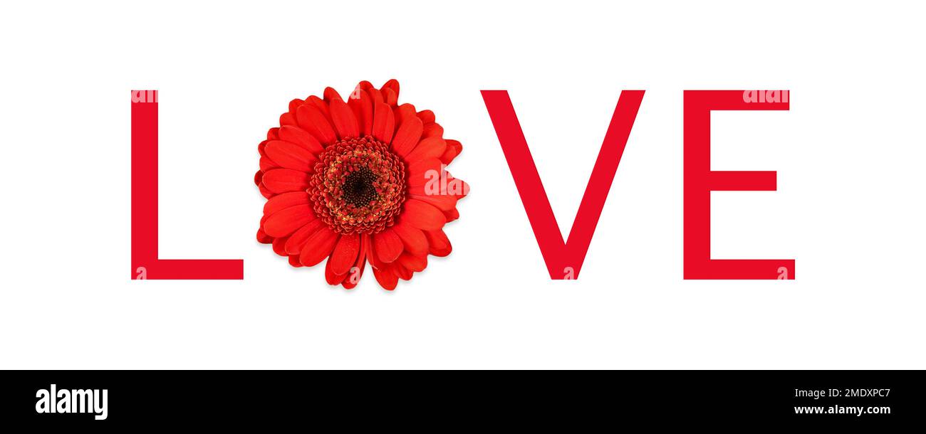 Gerbera rossa su sfondo bianco con la parola amore. Foto Stock