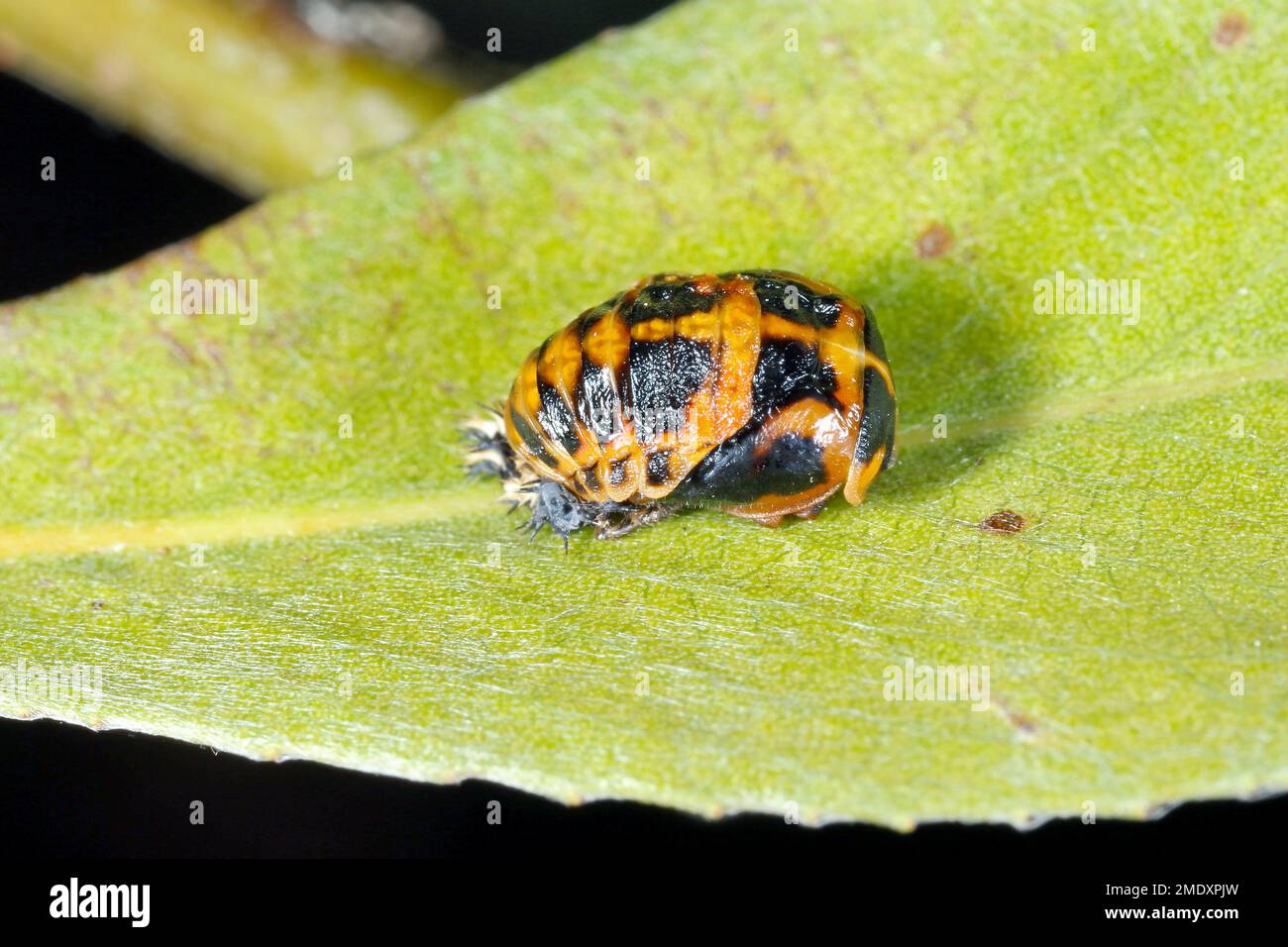 Pupa di Harmonia axyridis Ladybug arlecchino su foglia. Foto Stock