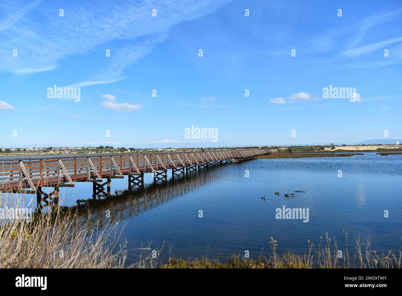 HUNTINGTON BEACH, CALIFORNIA - 18 GENNAIO 2023: La gente guarda la fauna selvatica sul ponte presso la Bolsa Chica Riserva ecologica, la più grande palude di acqua salata A. Foto Stock