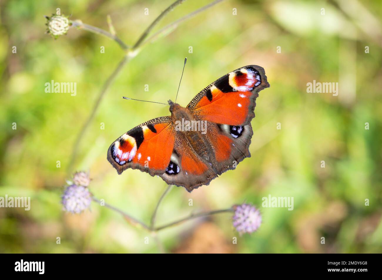 Farfalla Peacock in posa su Devil's-bit Scabious Foto Stock