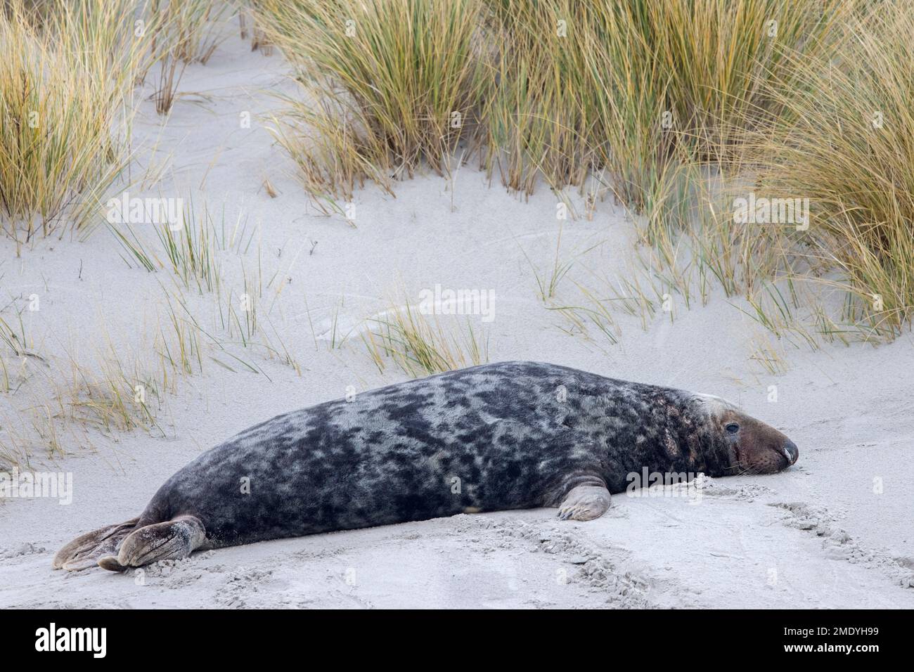 Sigillo grigio / sigillo grigio (grypus halichoerus) adulto maschio / toro che riposa sulla spiaggia sabbiosa lungo la costa del Mare del Nord in inverno Foto Stock