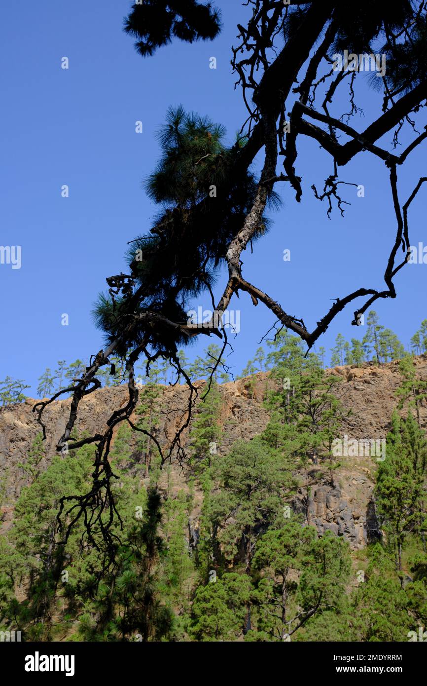 Pinus canariensis, pini canariani in una gola, barranco, Ifonche, Adeje, Tenerife, Isole Canarie, Spagna Foto Stock
