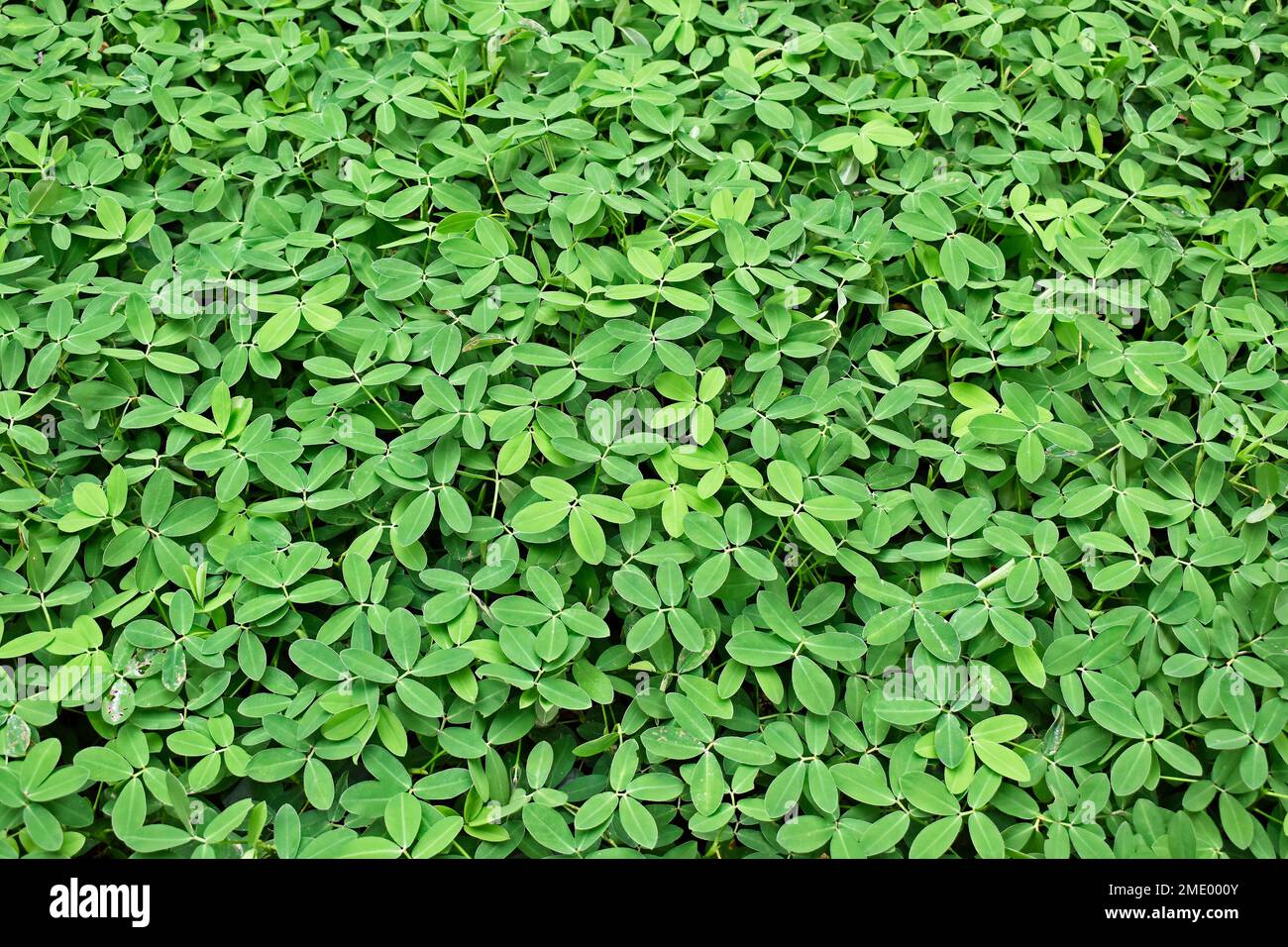 Erba di arachide (Arachis repens), pianta usata spesso come foraggio e pianta ornamentale Foto Stock