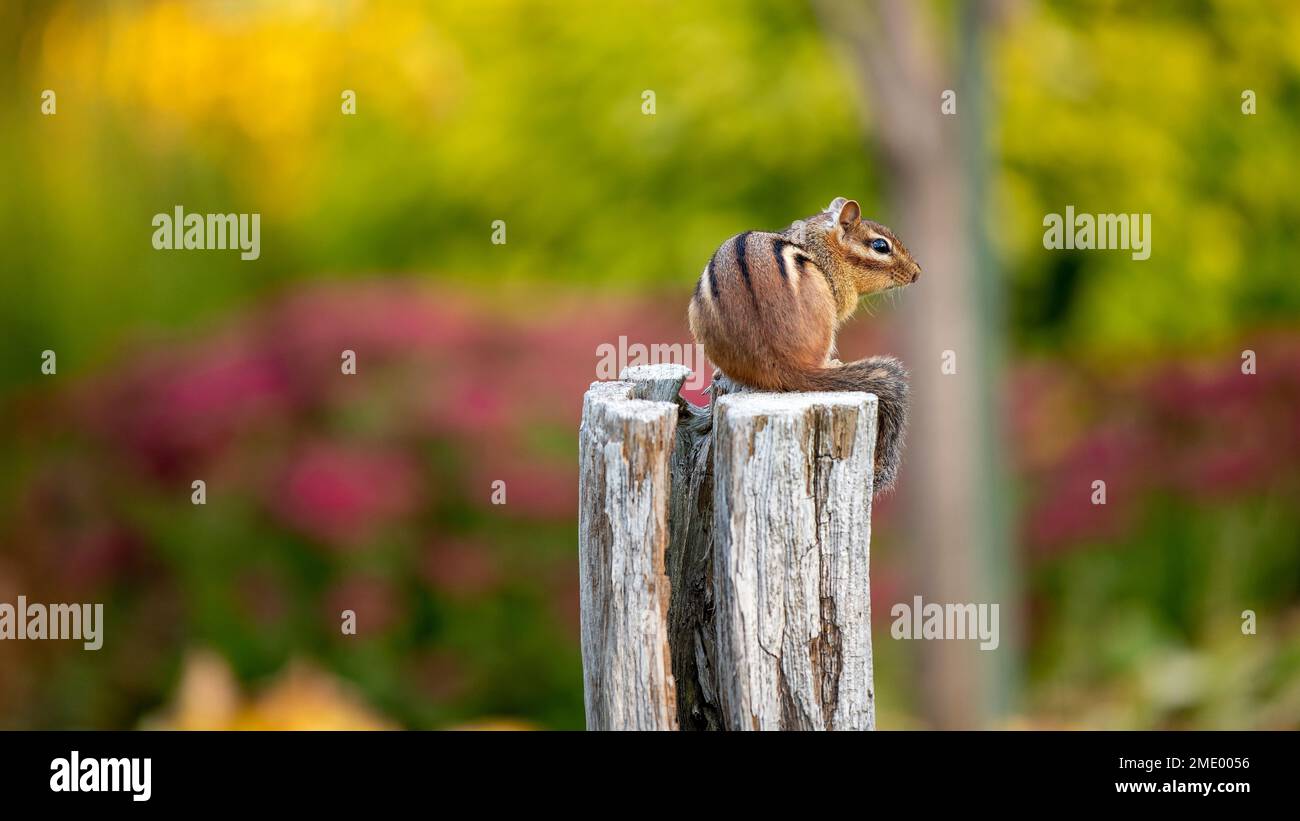Chipmunk orientale (Tamias striatus) seduto su un vecchio palo di legno in un parco pubblico Foto Stock