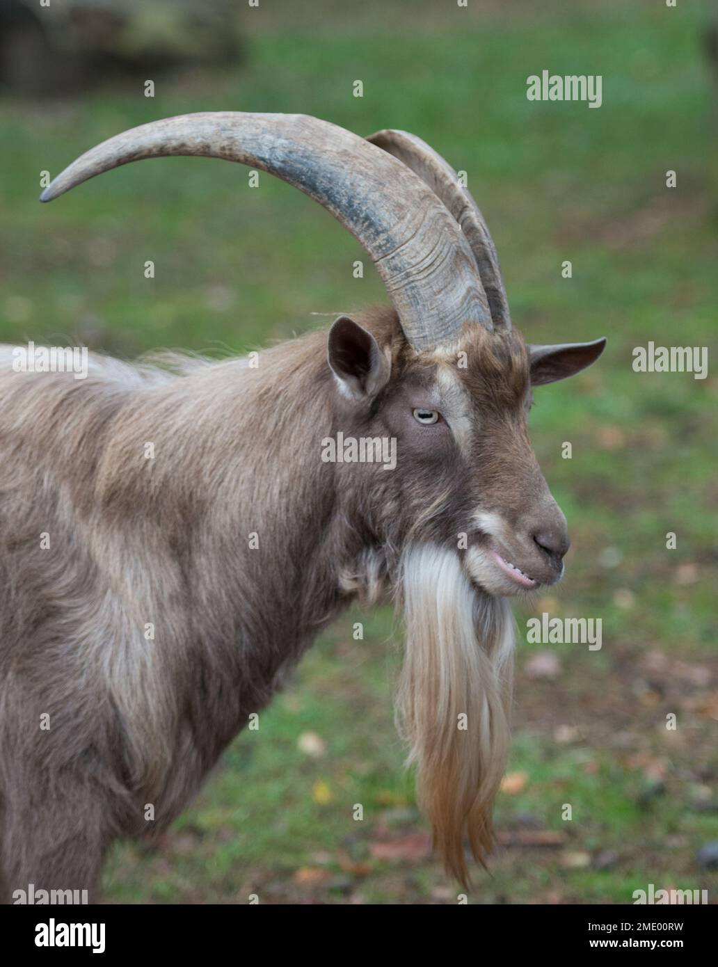 Un primo piano verticale di una capra olandese Landrace con corna grandi e capelli lunghi sotto il mento Foto Stock