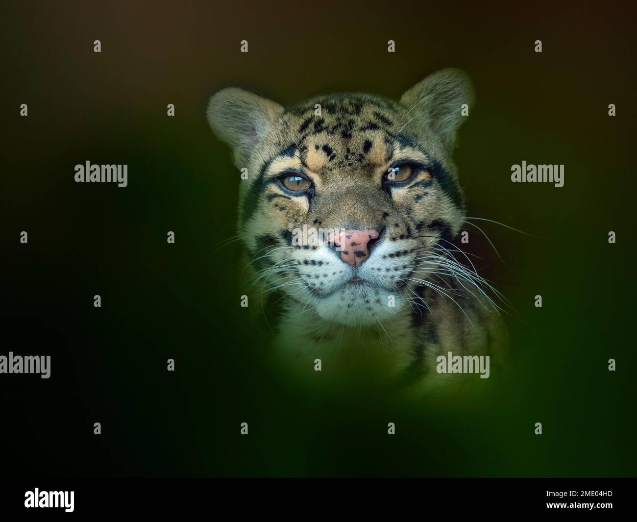 nuvoloso leopardo Neofelis nebulosa Foto Stock