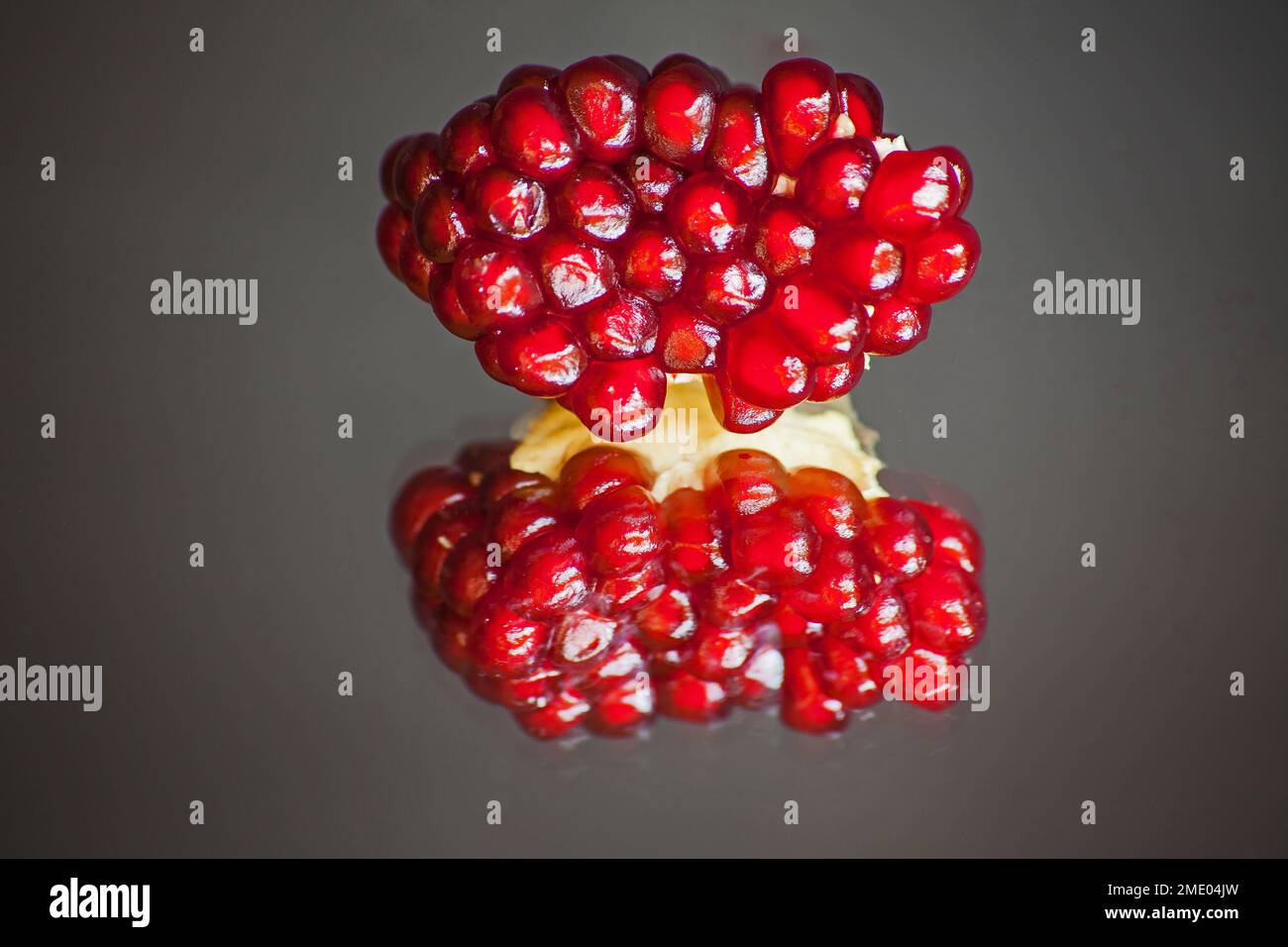 Semi di melograno maturi nel corpo del frutto si riflettono nel vetro, su uno sfondo scuro e sfocato Foto Stock