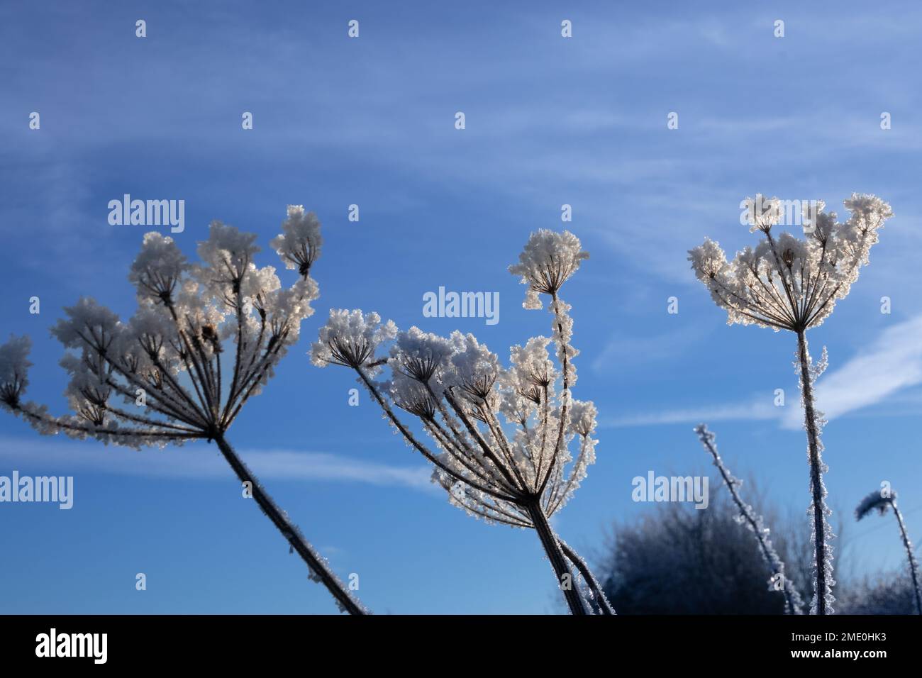 Foglie congelate contro un cielo blu chiaro Foto Stock