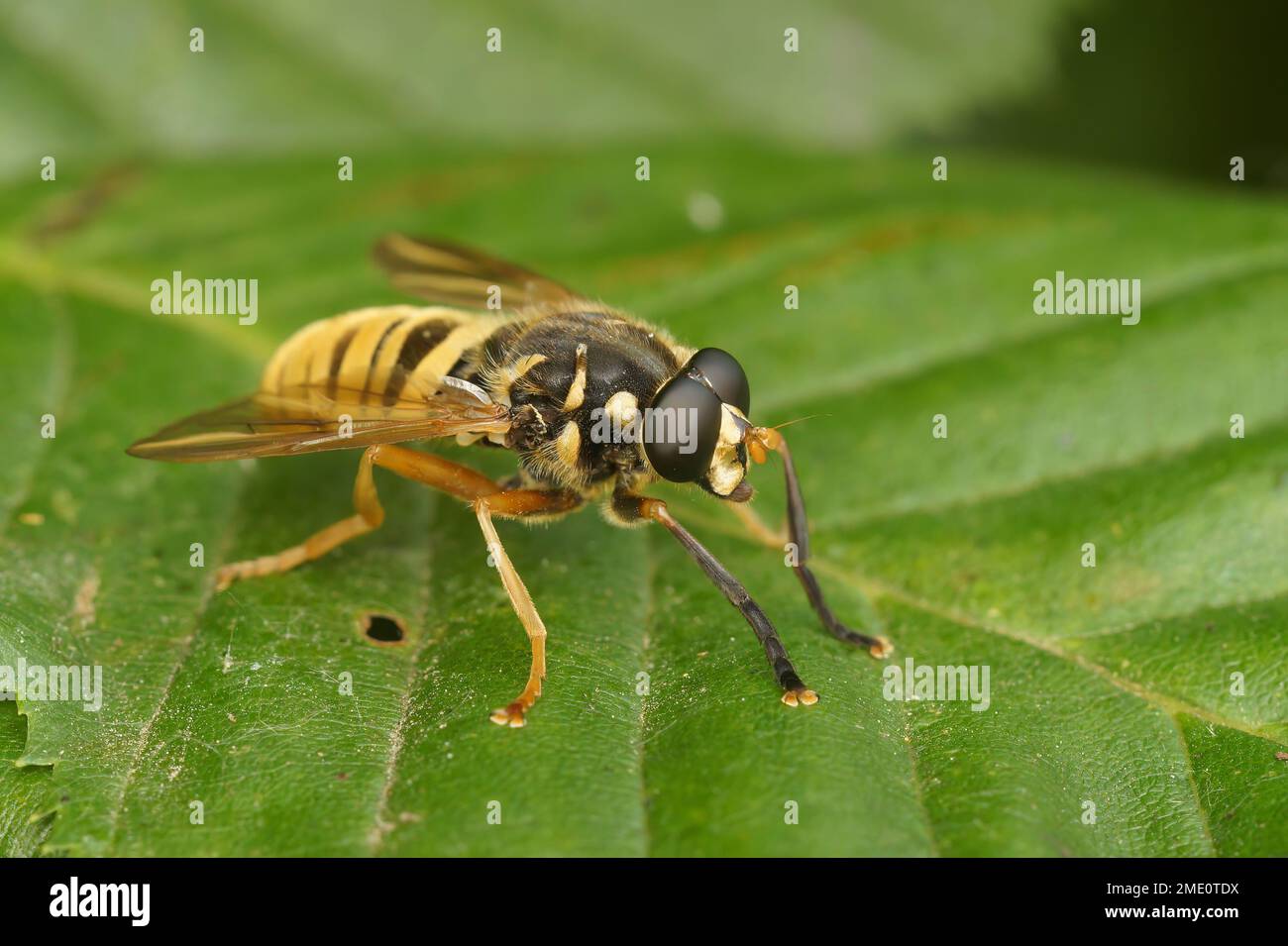 Primo piano naturale su un hoverfly a strisce gialle, Temnostoma vespiforme, cercando di imitare i colori di avvertimento di una vespa, calabrone Foto Stock
