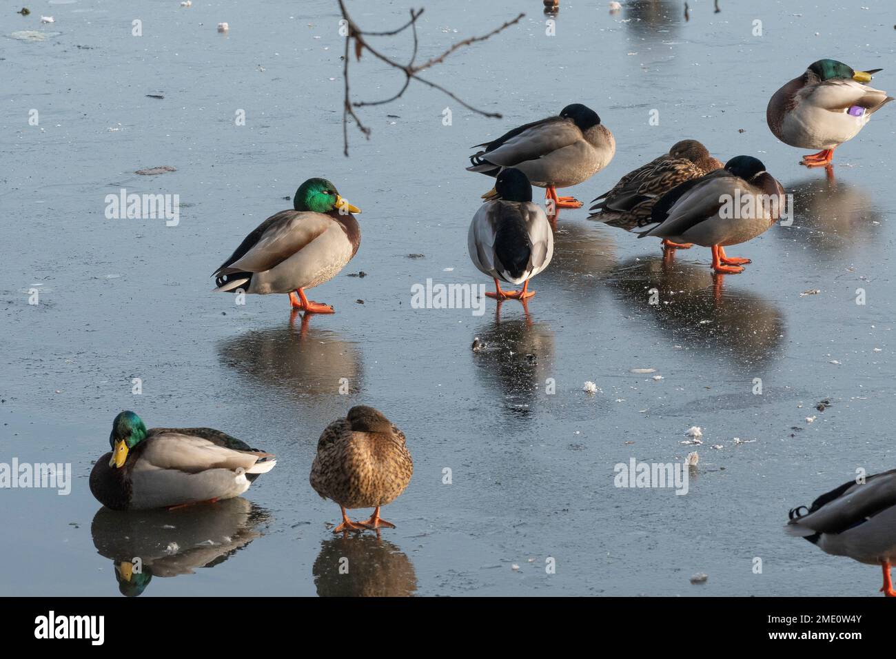 Lago di acqua dolce congelato come la lettura si tuffa a meno C 10 durante la notte. Un sorso di anatre Mallard abituarsi al lago che si è congelato durante la notte Foto Stock