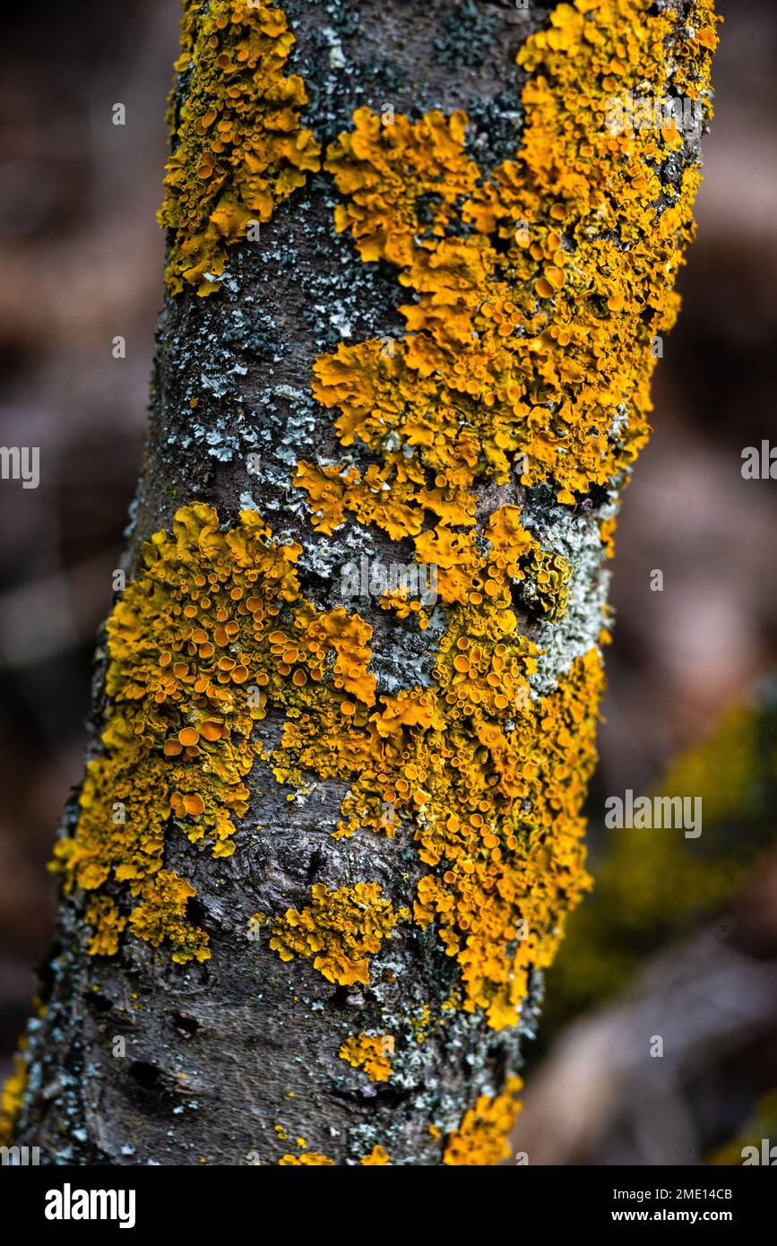 Muschio giallo macro su corteccia Xantoria parietina, foglioso, fungo, frondosi, lichen nomi comuni lichen arancio comune, scala gialla, Sunburs marittimi Foto Stock