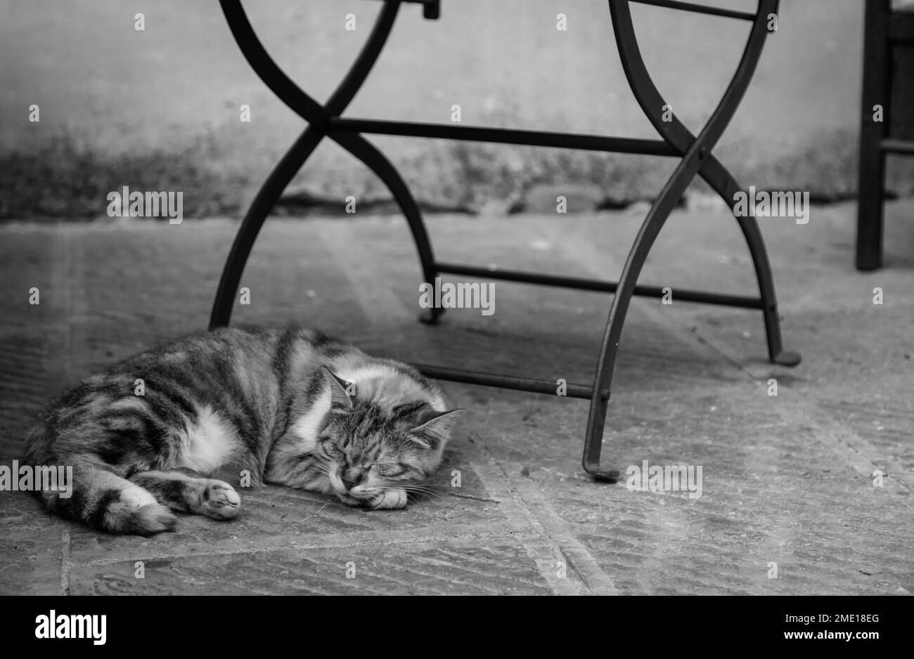 Gatto che dorme per terra sotto una sedia in Toscana, Italia. Foto Stock