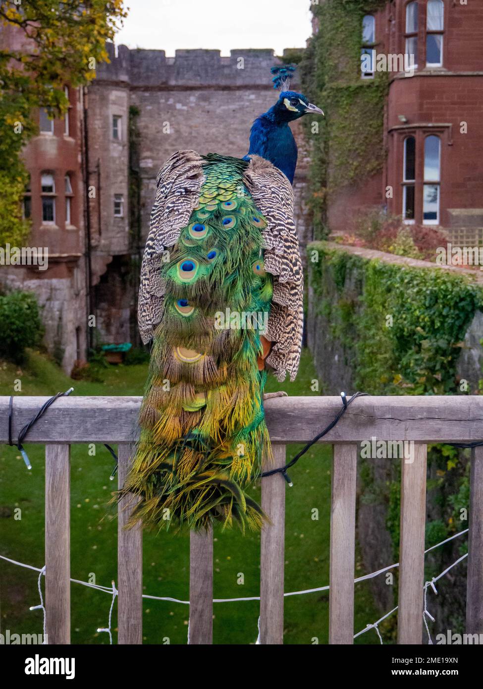 Gli uccelli indiani che vivono a Ruthin Castle Ruthin North Wales si sono seduti sulla recinzione che pervana i terreni del castello Foto Stock