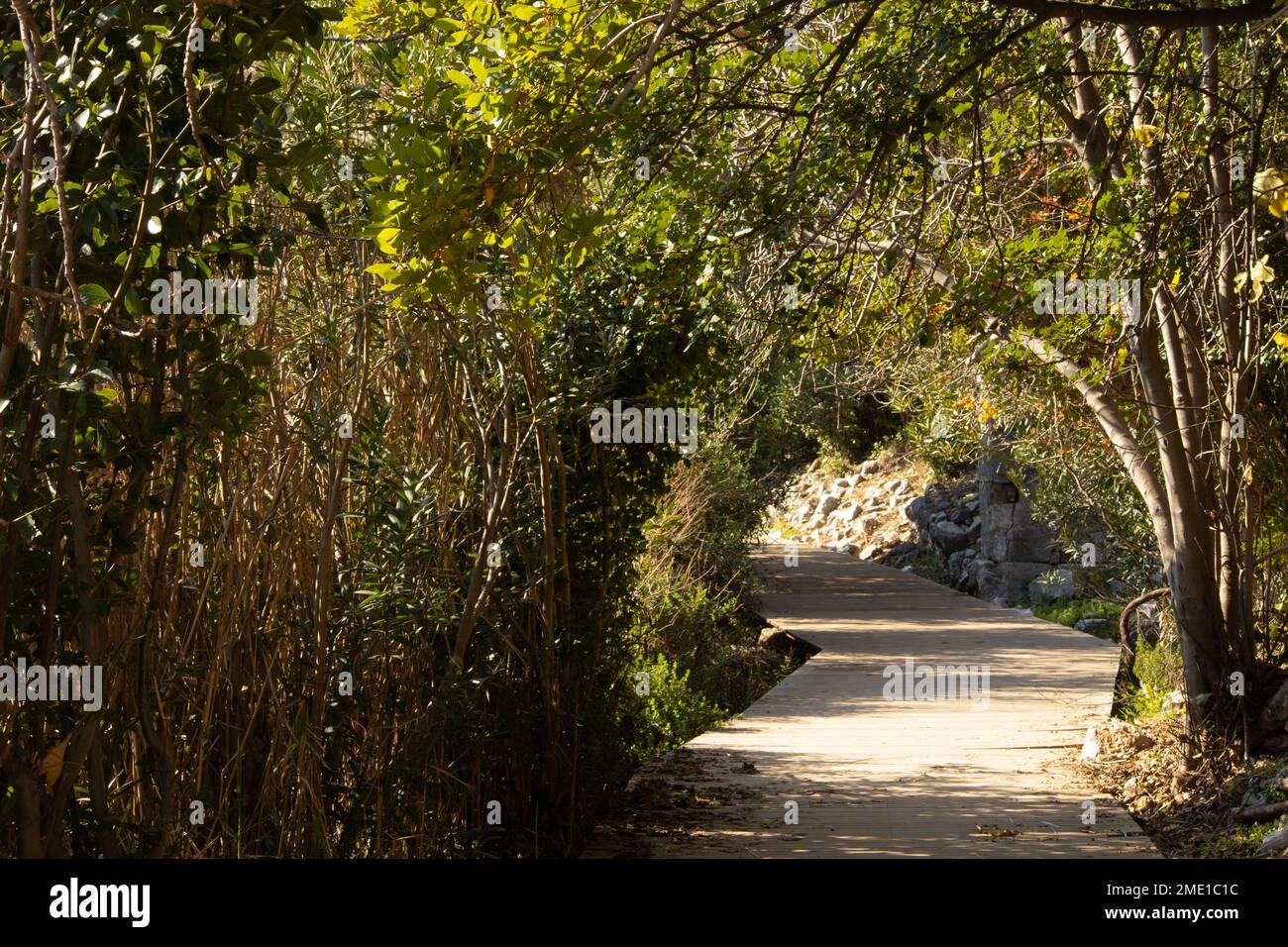 Un arco di cespugli si dirama aprendo la prospettiva di una strada di passaggio Foto Stock