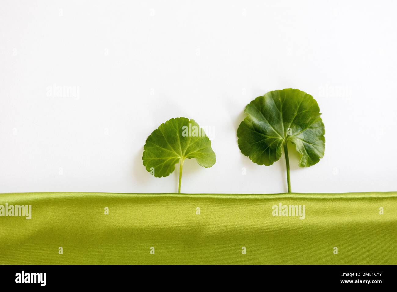 Foglie verdi fresche, alberi verdi sulla terra, foglie di geranio sul tessuto verde Foto Stock
