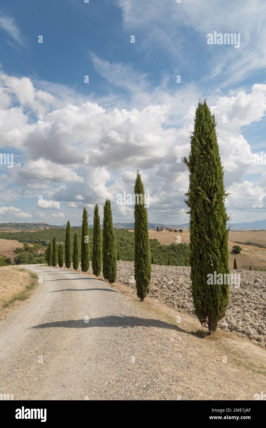 Iconici cipressi lungo una strada bianca sterrata in Toscana, Italia. Foto Stock