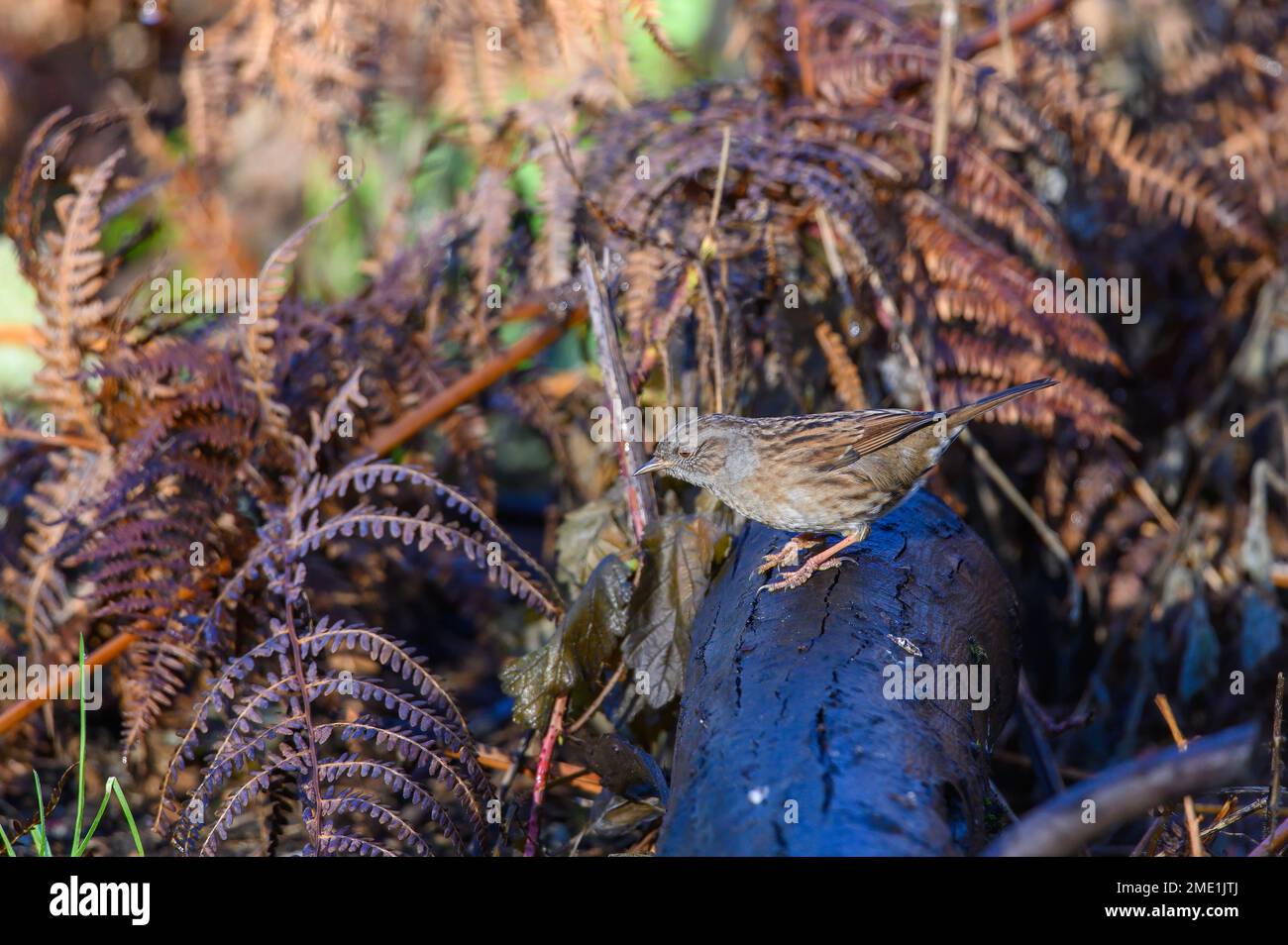Dunnock, Prunella modularis, in piedi su un tronco tra sottobosco. Inverno, vista laterale, guardando a sinistra Foto Stock