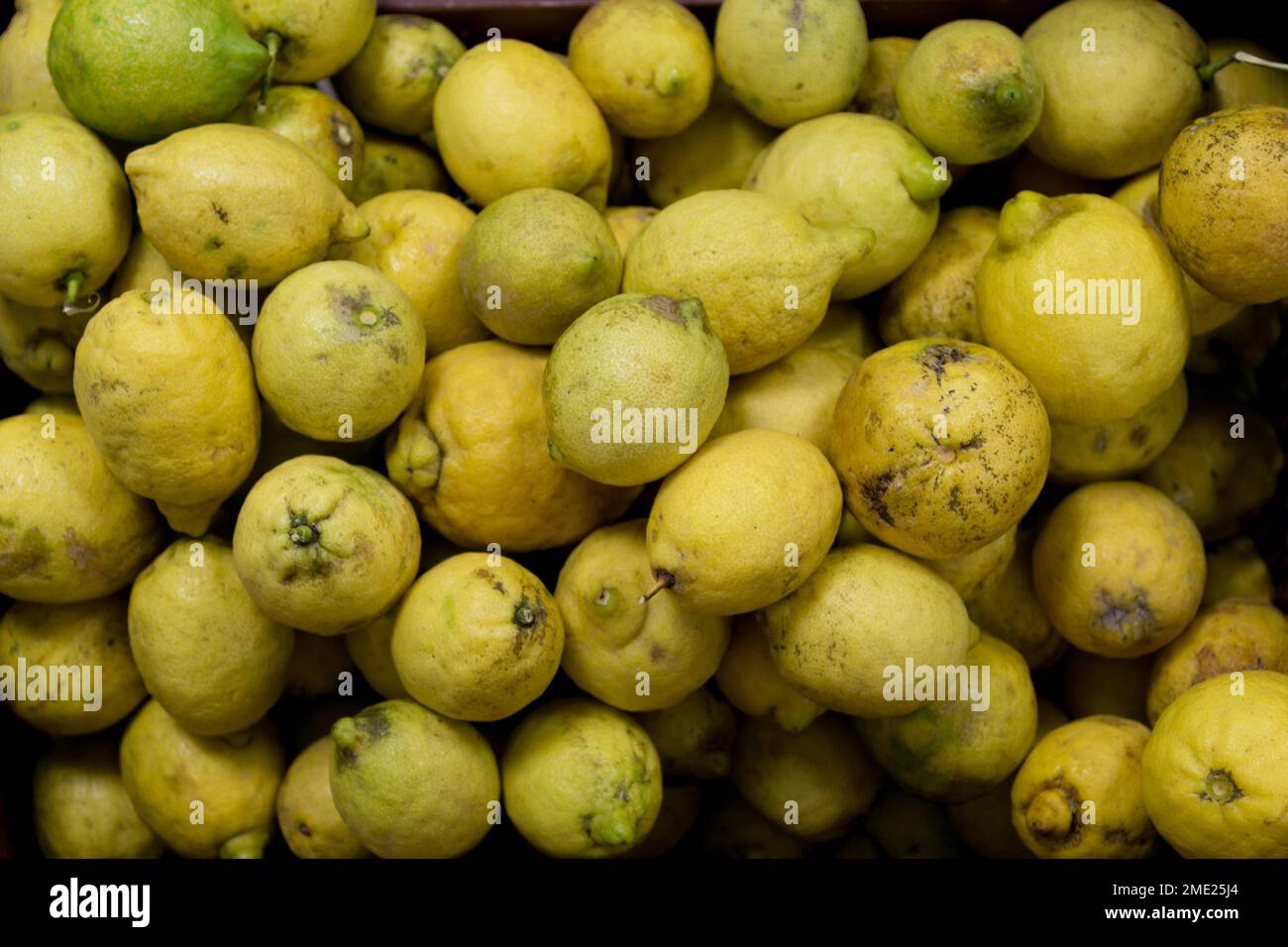 Mucchio di limoni utilizzati per la produzione di limoncello e altri prodotti di consumo a Sorrento, Campania, Italia. Foto Stock