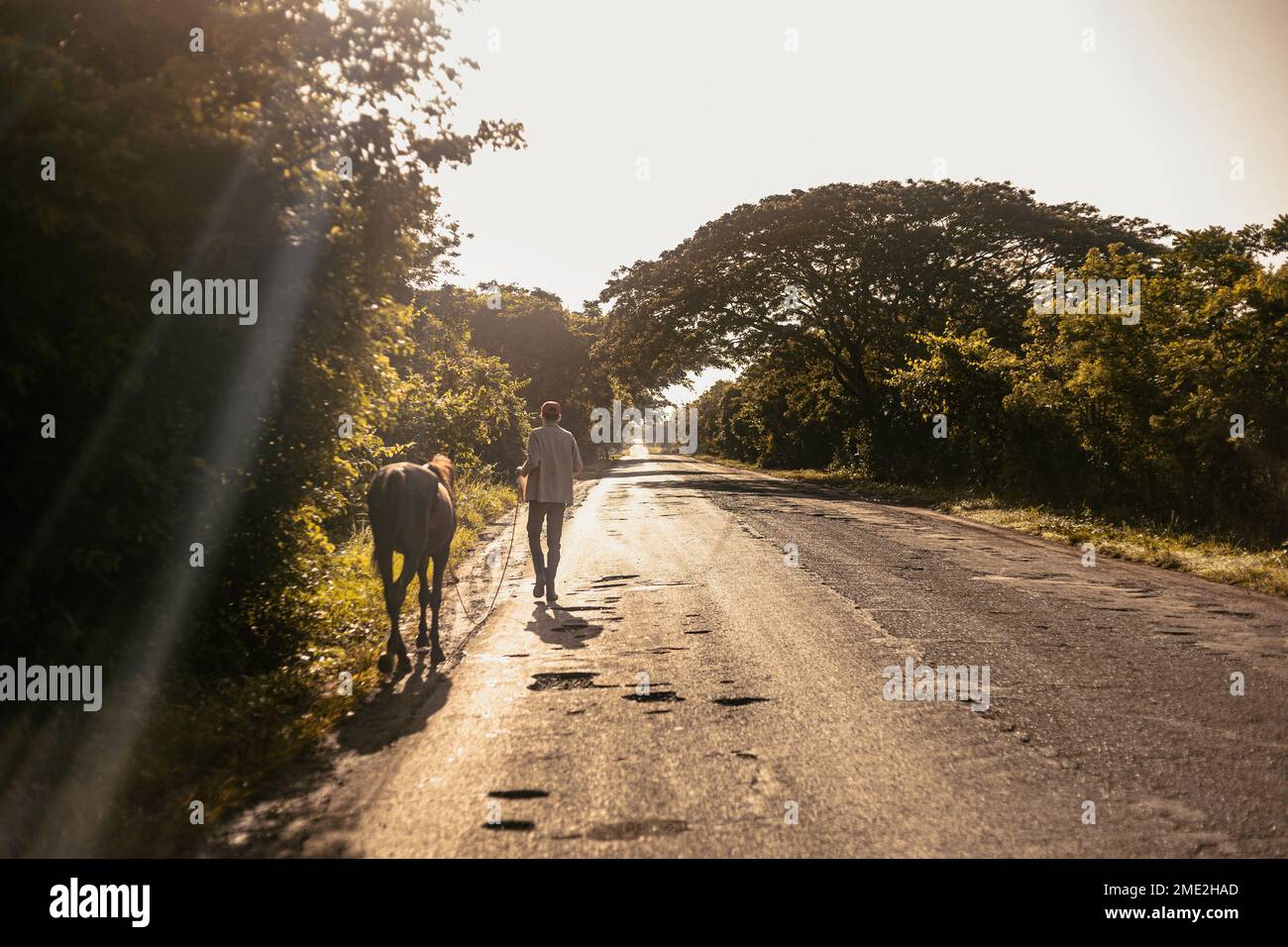 Vista posteriore corpo pieno di maschio a piedi con cavallo al guinzaglio sulla strada tra alberi lussureggianti in una giornata di sole Foto Stock