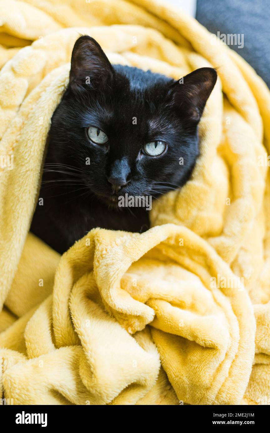 Adorabile gatto nero morbido domestico con occhi verdi sdraiati in morbida coperta su un comodo divano e guardando la macchina fotografica Foto Stock