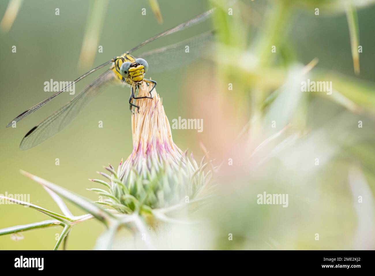 Primo piano di libellula gialla con ali trasparenti sedute su fiore in fiore sullo sfondo sfocato della natura Foto Stock
