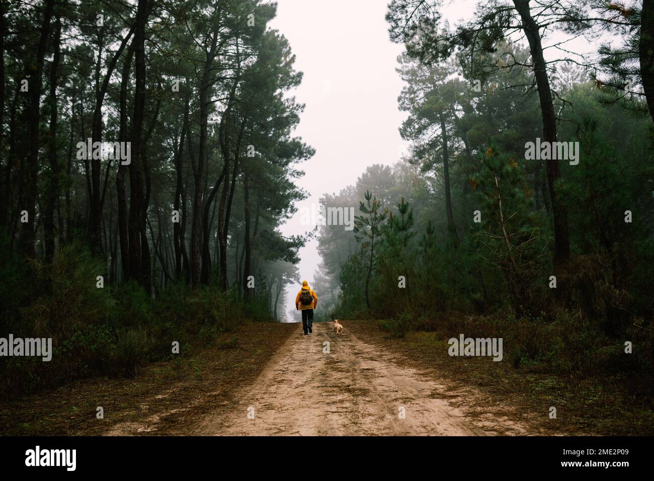 Vista posteriore del proprietario in caldo cappotto con zaino passeggiando sul sentiero con cane in boschi verdi in autunno Foto Stock