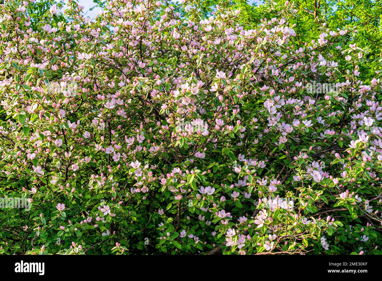 Fioritura primaverile cespuglio di rosa con fiori Foto Stock