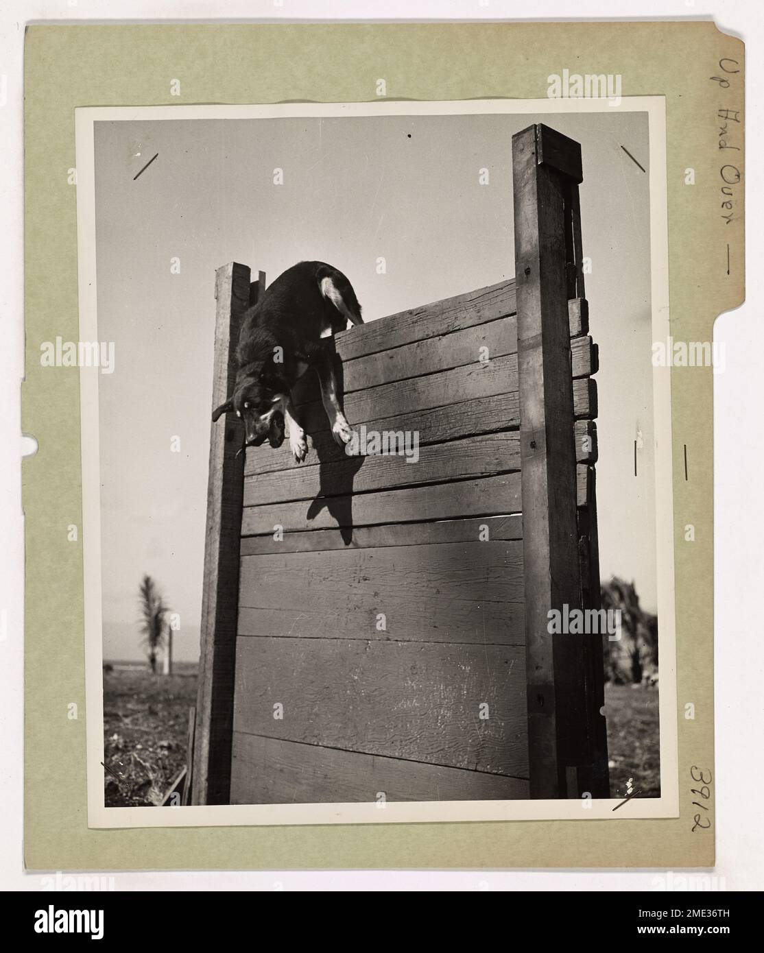Un cane da combattimento della Guardia Costiera salta oltre un'alta barriera durante l'addestramento in battaglia. Questi cani sono addestrati per vari compiti di combattimento e salvataggio, giocando un ruolo essenziale nelle operazioni in tempo di guerra, come illustrato nei loro rigorosi esercizi di addestramento. Foto Stock