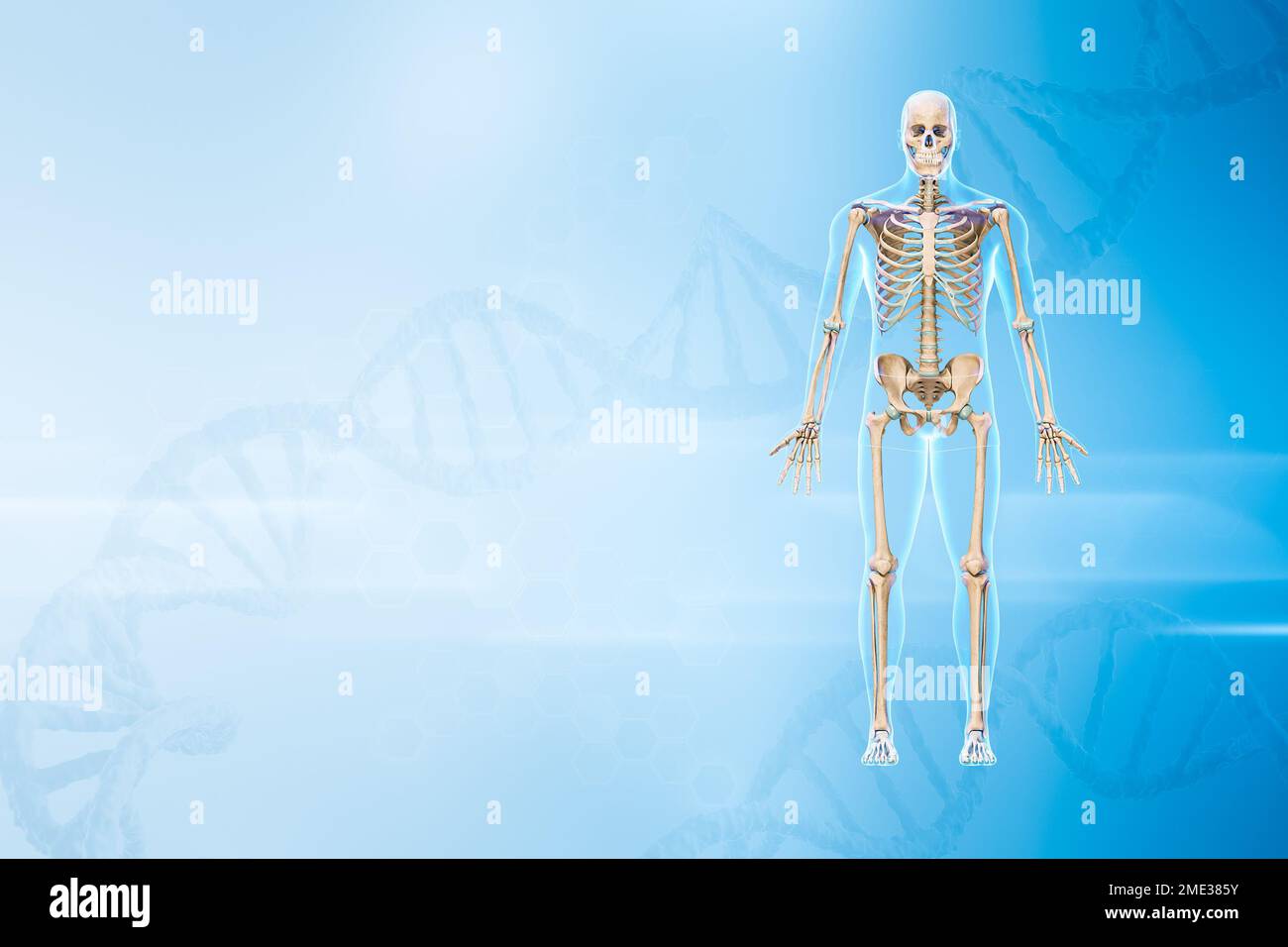 Scheletro maschile umano con vista anteriore del corpo 3D rappresentazione grafica con spazio di copia e sfondo del DNA. Anatomia, medicina e sanità, biologia, io Foto Stock