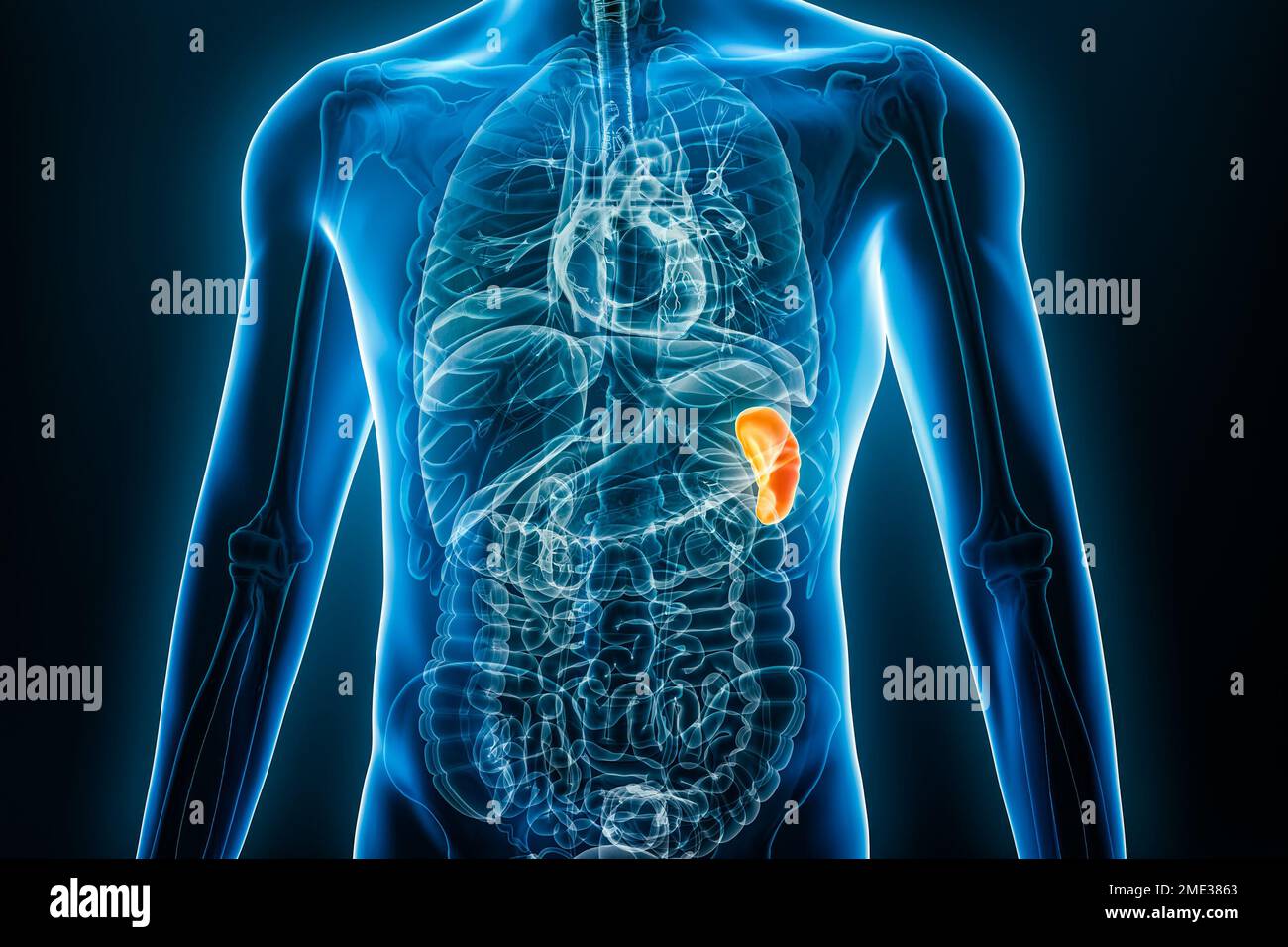 Immagine dell'organo interno della milza radiogena 3D con contorni del corpo maschile. Anatomia umana, medicina, biologia, scienza, concetti sanitari. Foto Stock