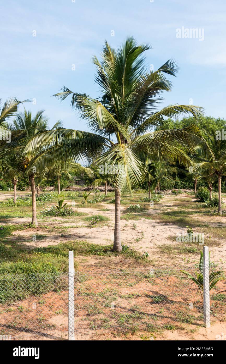 Giovani piante di cocco che crescono in campi più vicini alla riva del mare Foto Stock