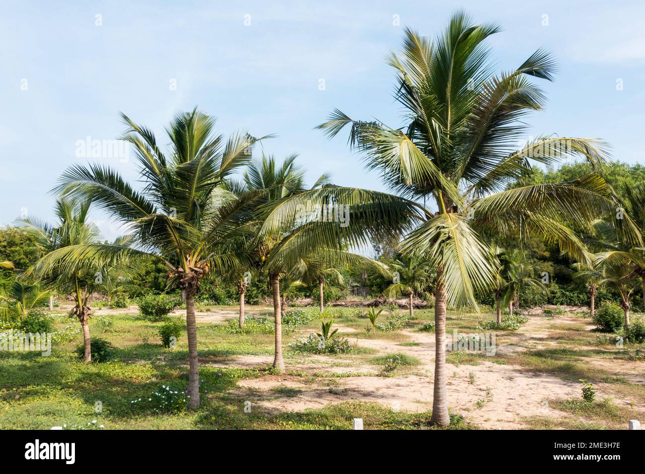 Cocco o Cocos nucifera giovani piante a Pondicherry, India Foto Stock