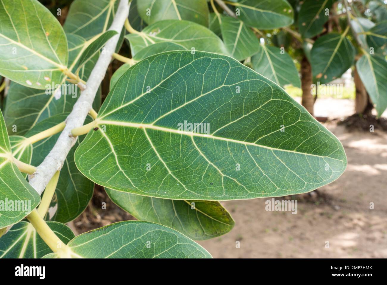 Ficus benghalensis primo piano delle foglie Foto Stock
