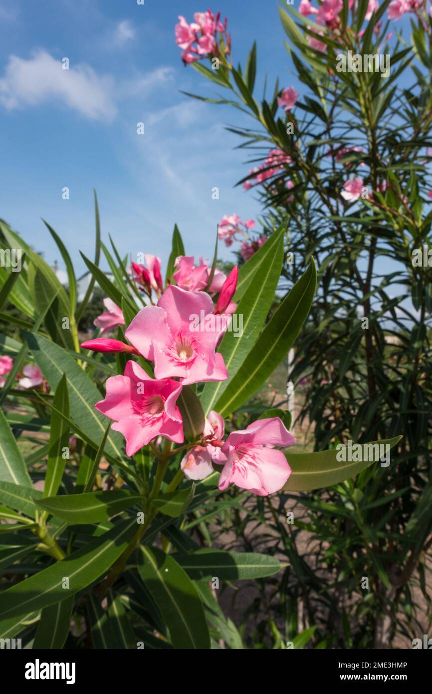 Fiore rosa di Oleander in pianta Foto Stock