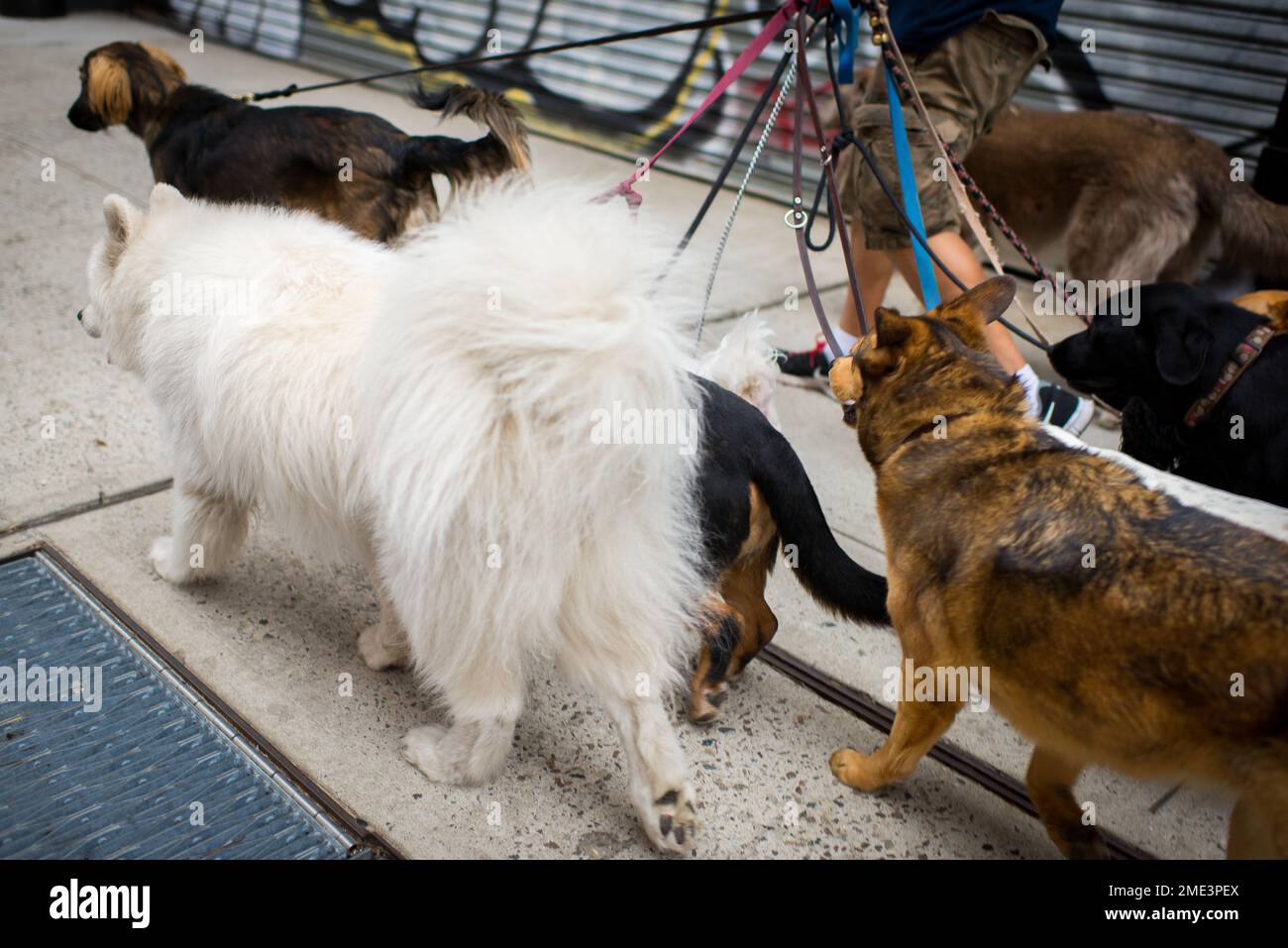Famoso camminatore del cane a New York City carring per molti cani dell'animale domestico Foto Stock