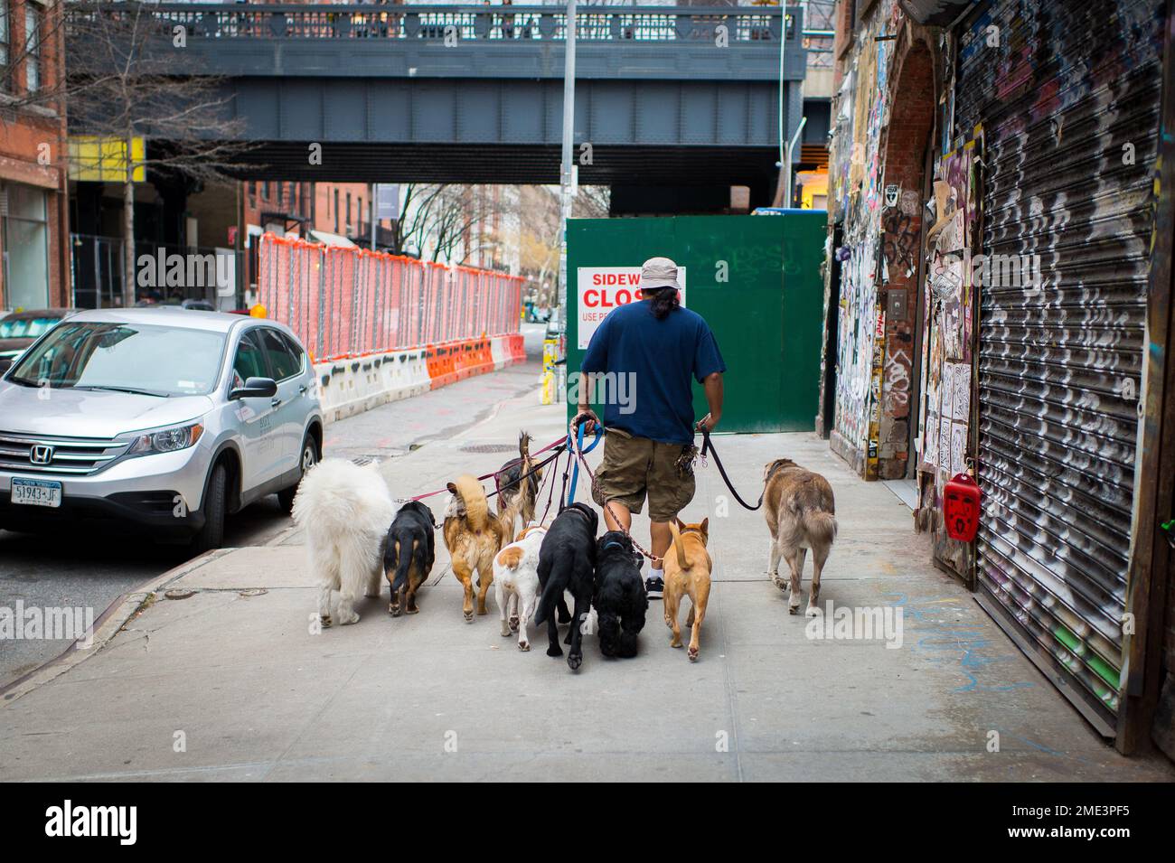 Famoso camminatore del cane a New York City carring per molti cani dell'animale domestico Foto Stock